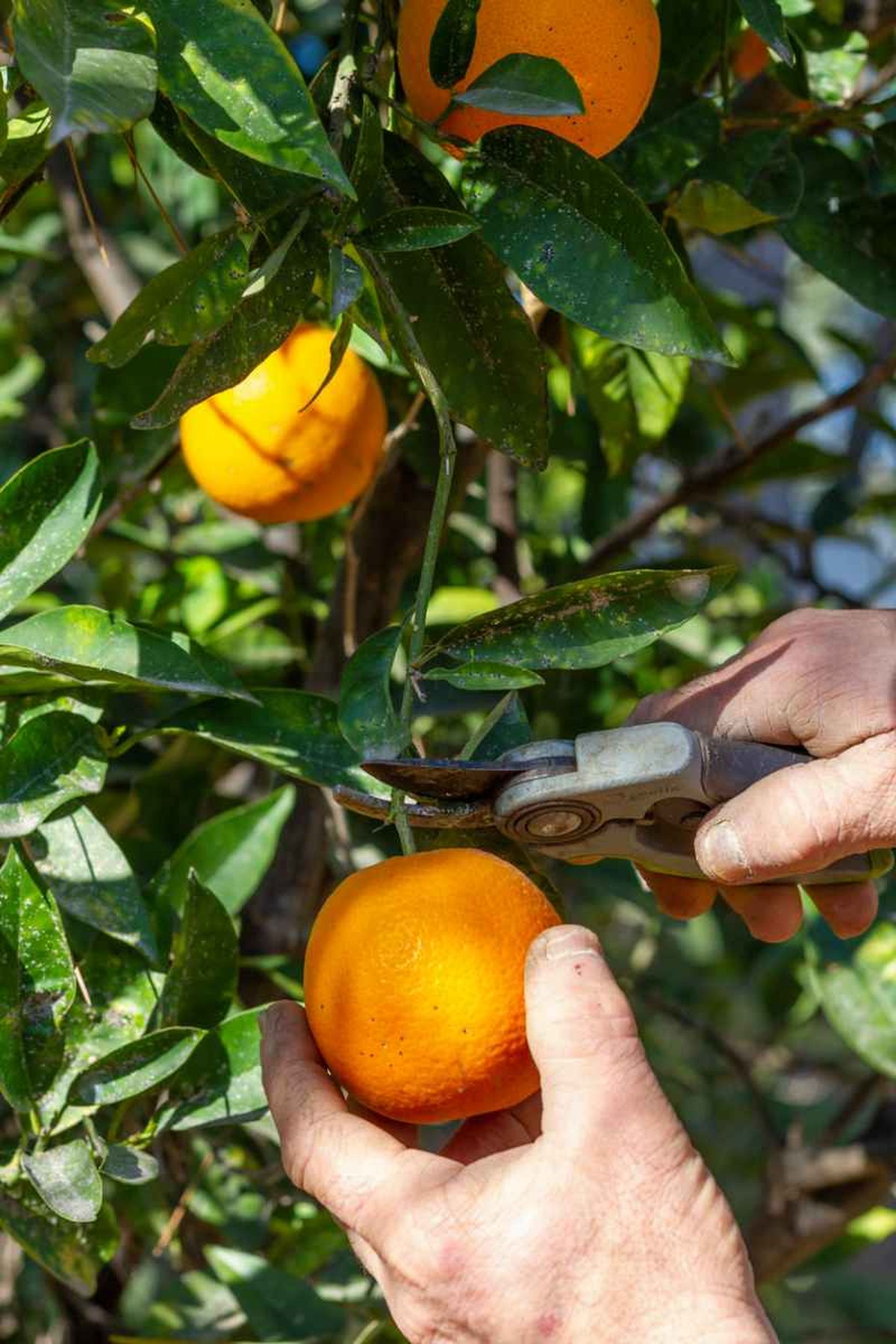 En función del objetivo, la poda del naranjo puede de ser de 3 tipos