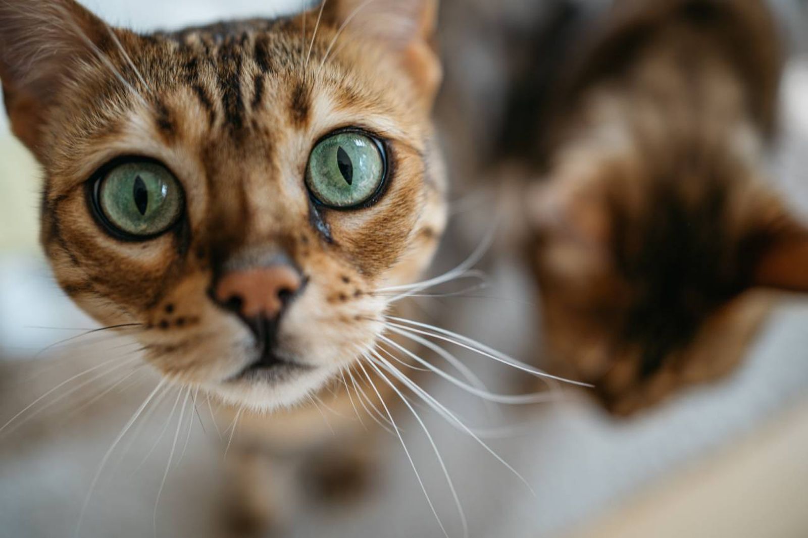 Conoceremos las principales razas de gatos con ojos grandes.
