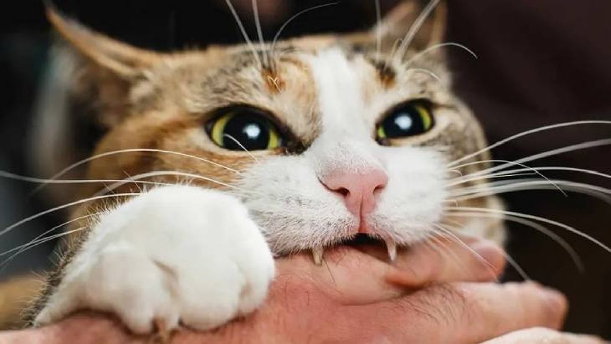 como ensenar a un gato a no morder 10 (1)