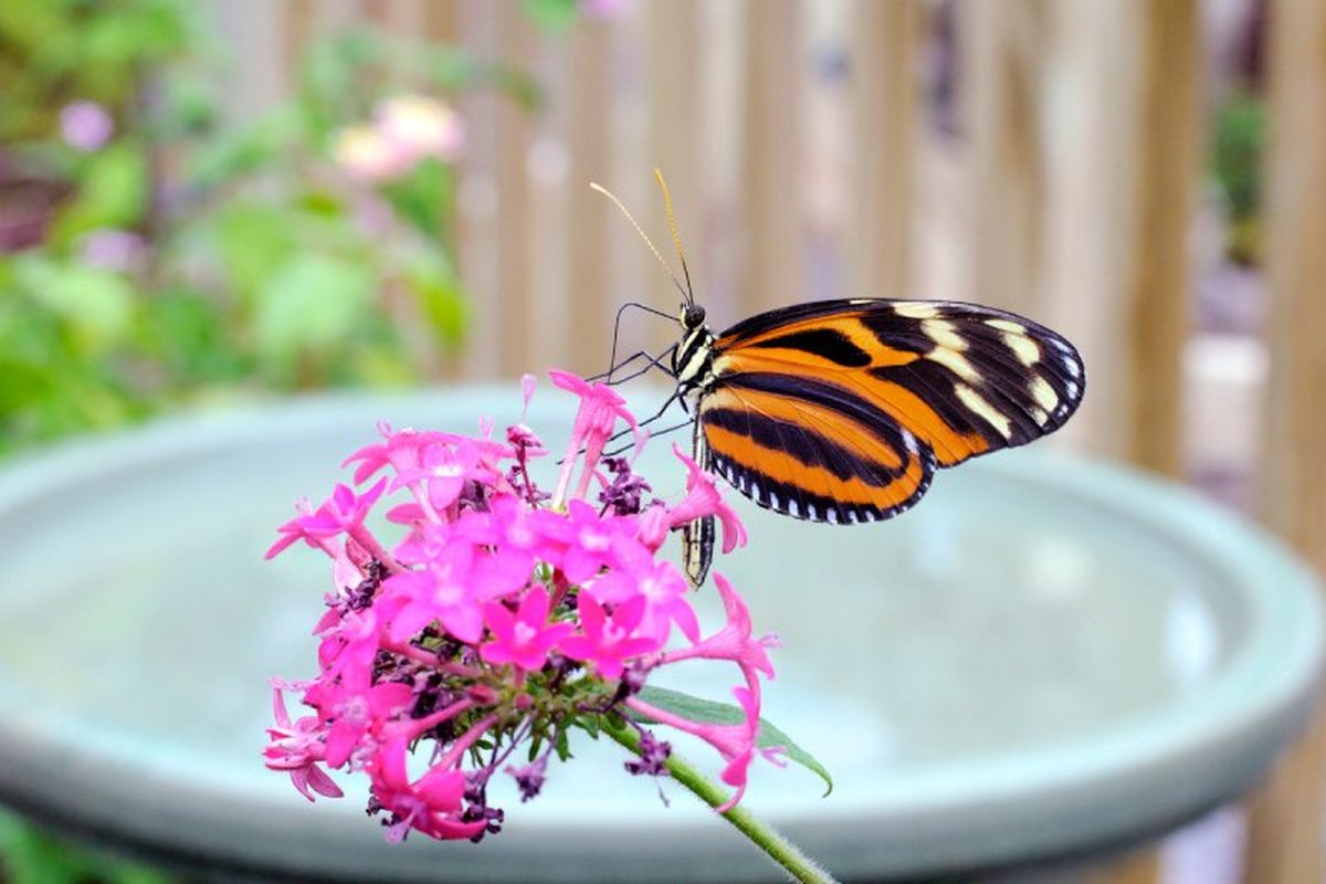 Las mariposas prefieren las flores con que tienen plataformas planas para poder aterrizar.