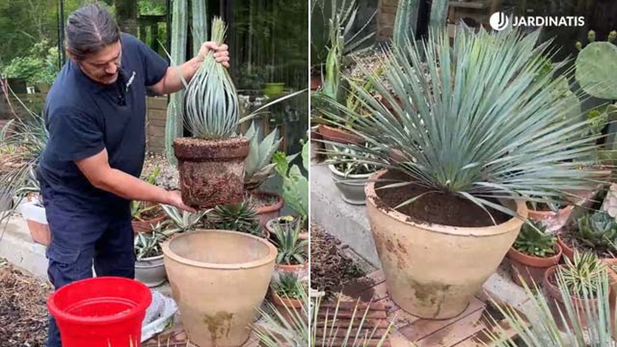 trasplante Yucca rostrata jardinatis 22 19