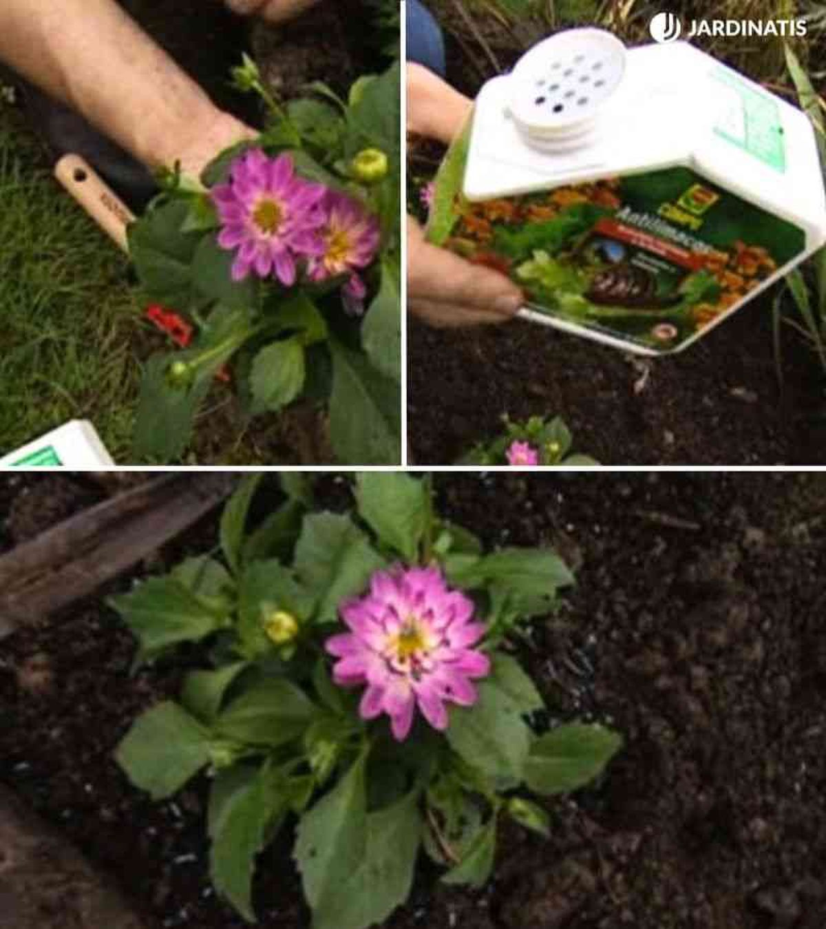 Deberás tener precaución con los caracoles y las babosas