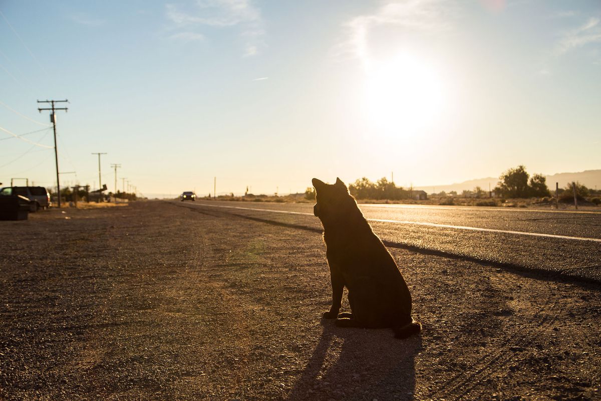mascotas animales atropello carreteras