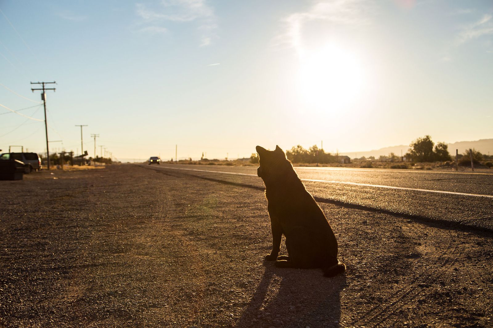 mascotas animales atropello carreteras
