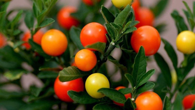 Frutos no comestibles del Tomatito de Jerusalén