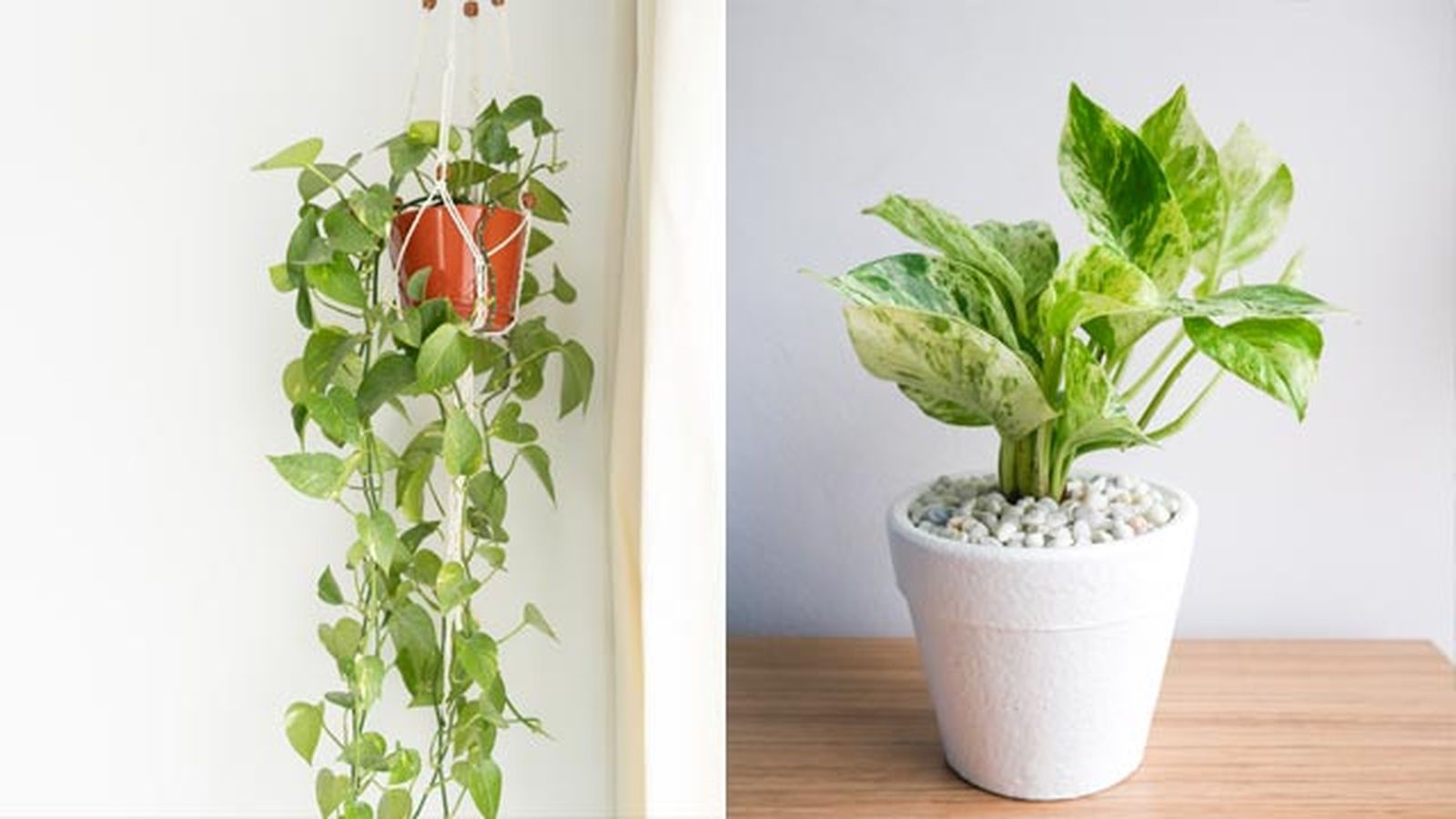 El poto es una de las plantas de interior más resistentes