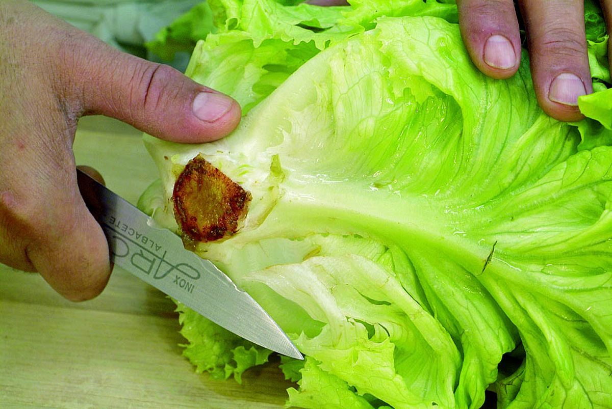 limiar_lechuga_01