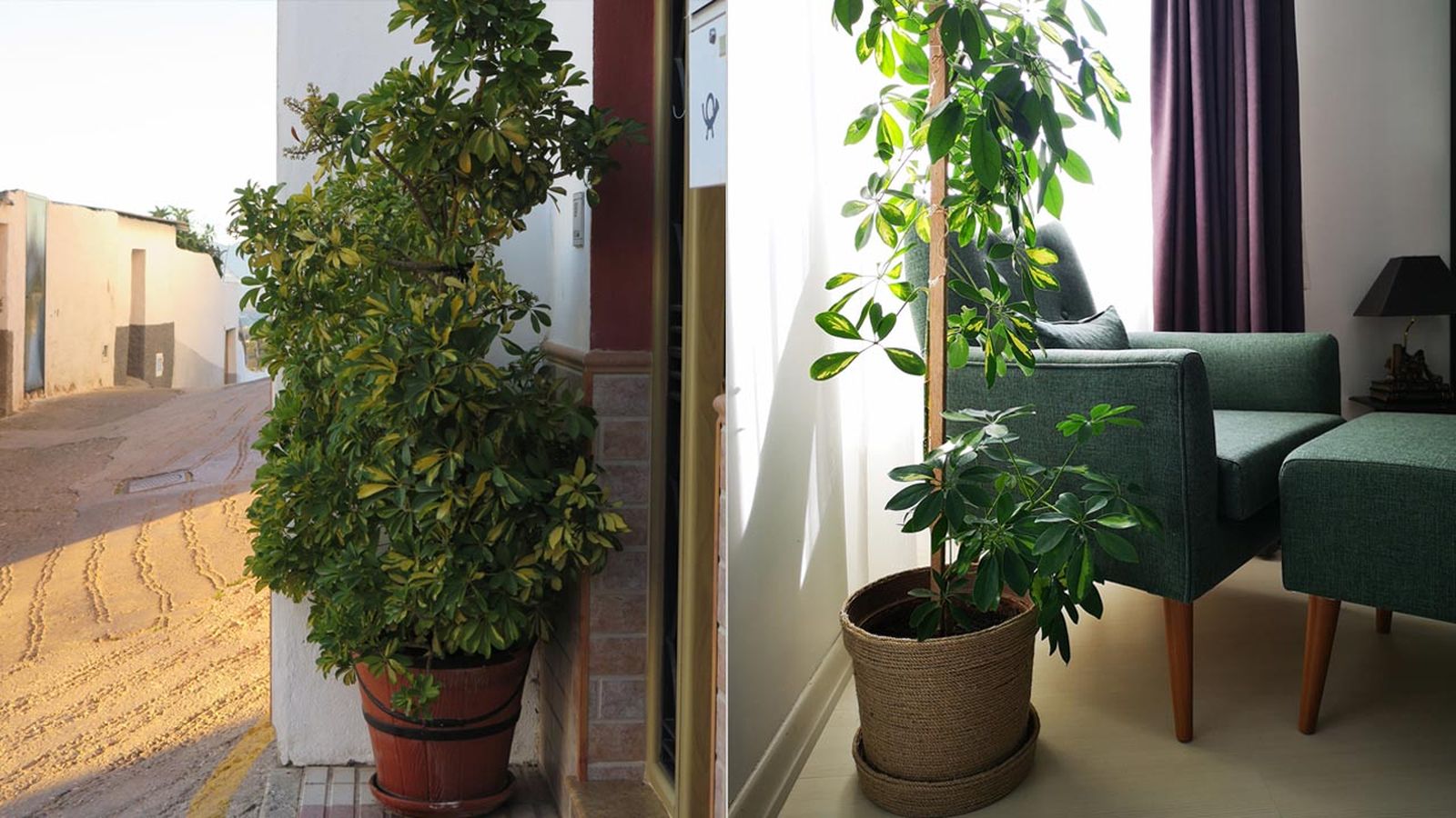 cheflera planta de interior caracteristicas cuidados.jardinatis