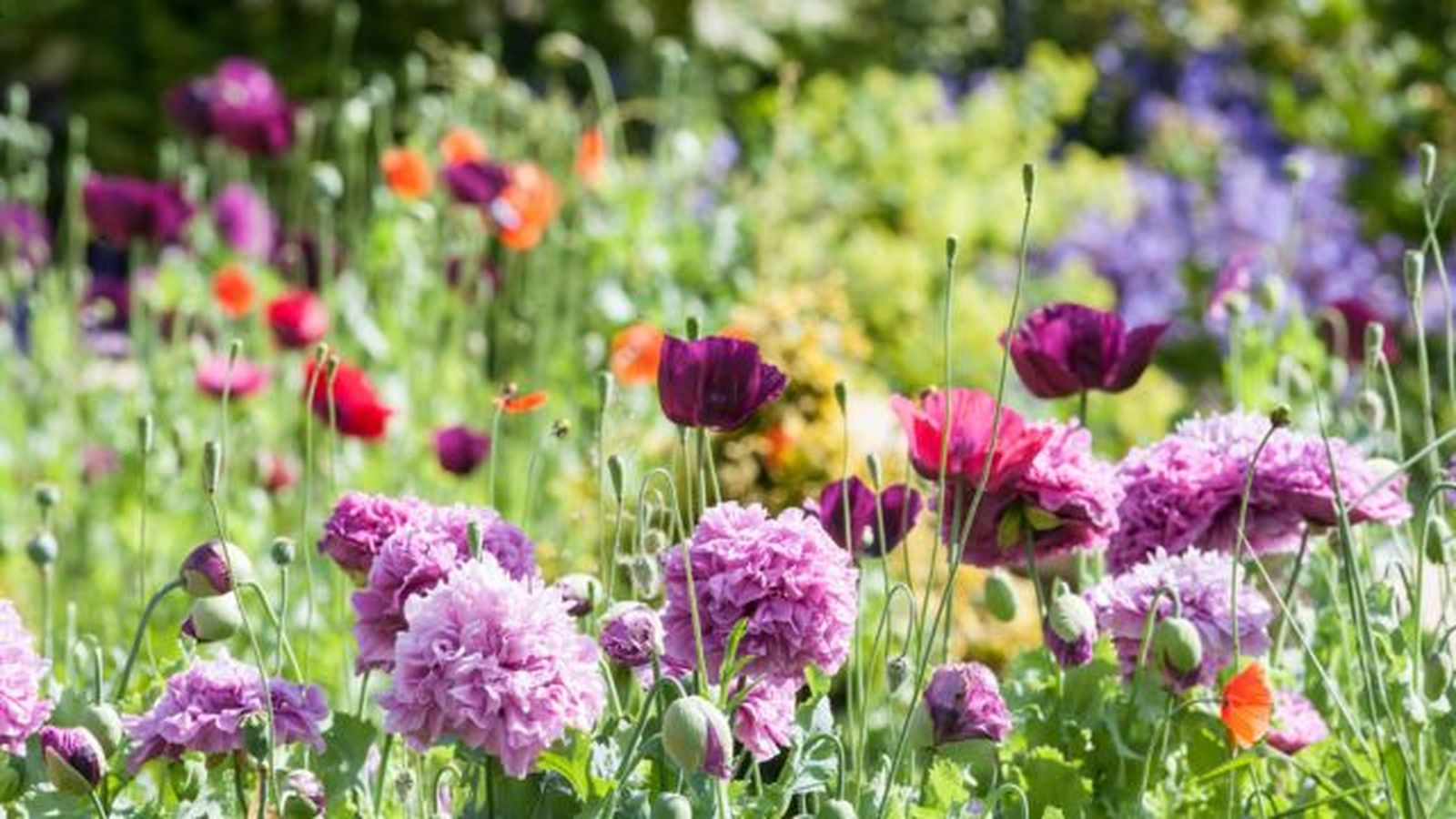 las plantas florecen la primavera por que