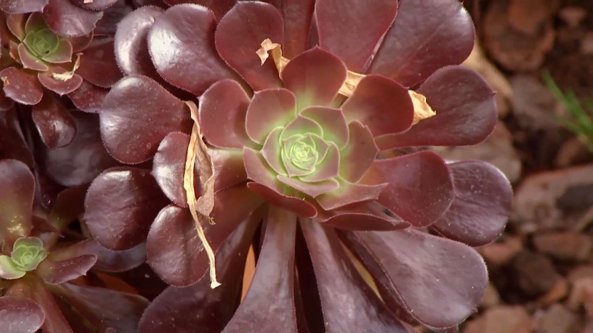 deco 0656 composicion fucsia iresine aeonimu