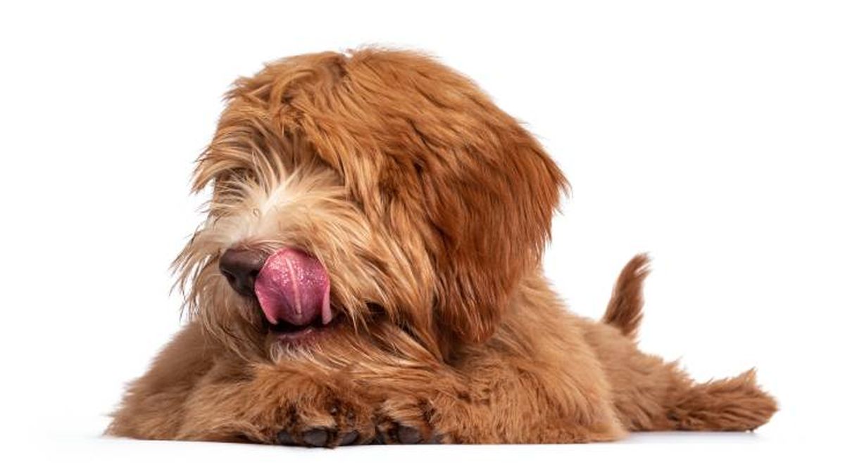 australian cobberdog caracteristicas