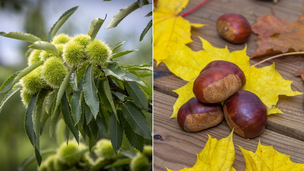 cambio en la tonalidad hojas castano