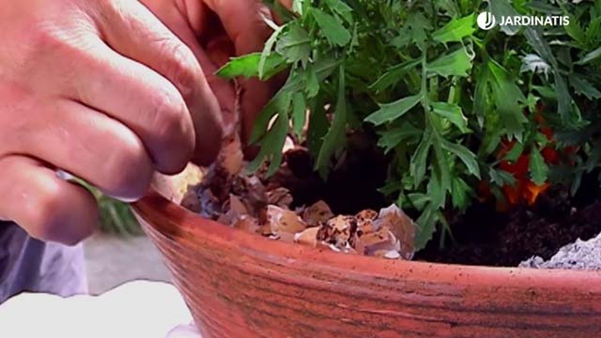 Cáscaras de huevo sobre la planta