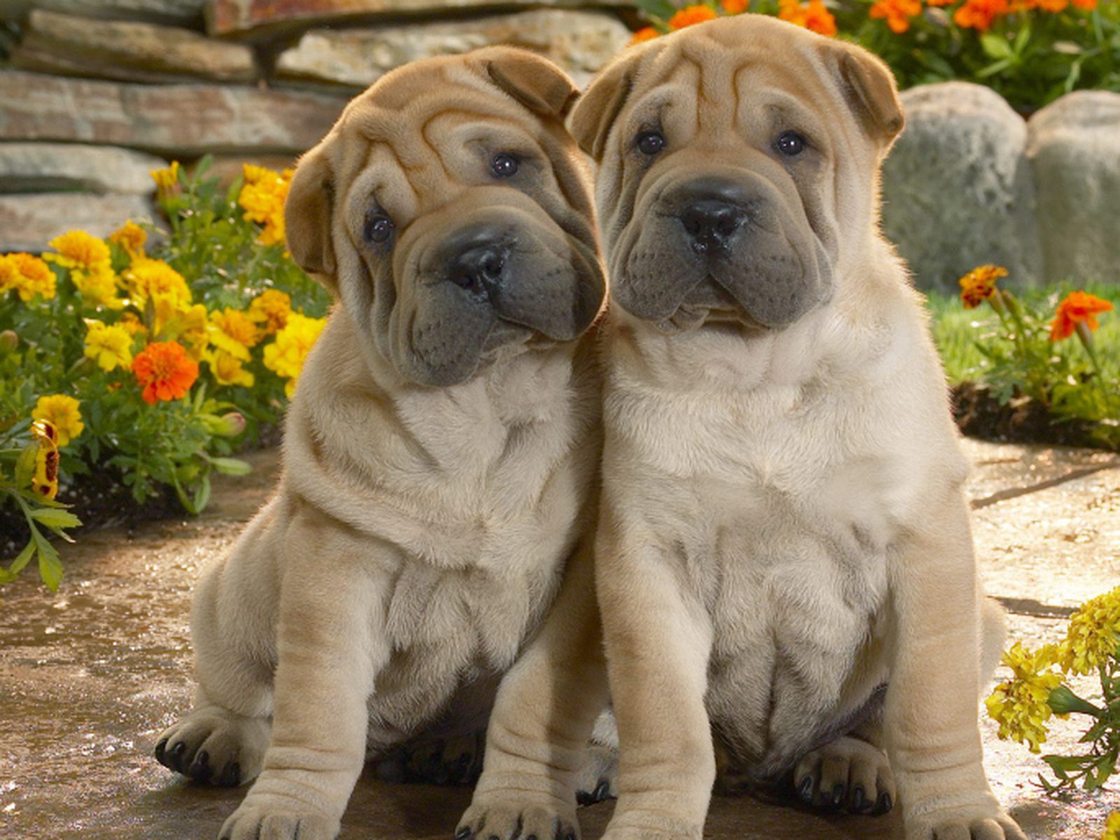 Shar pei   perro 1