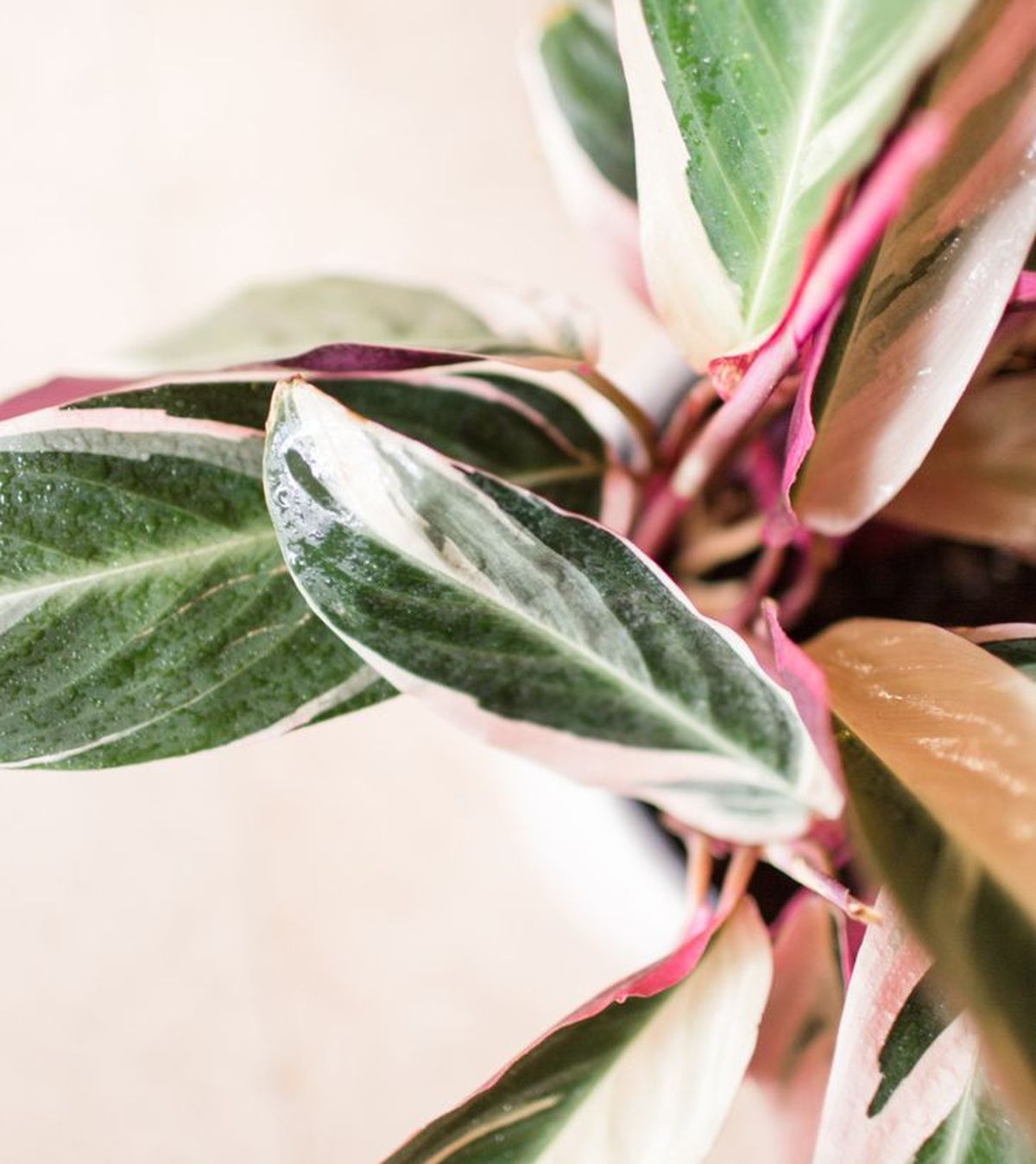 hojas variegadas planta stromanthe tricolor