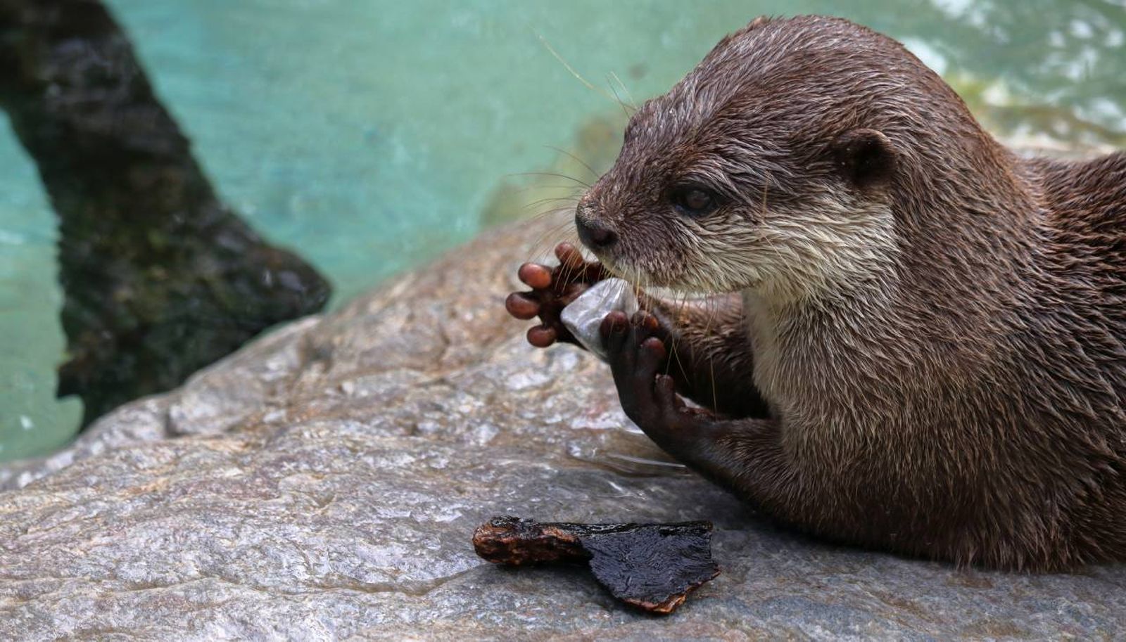 animales usan herramientas xl