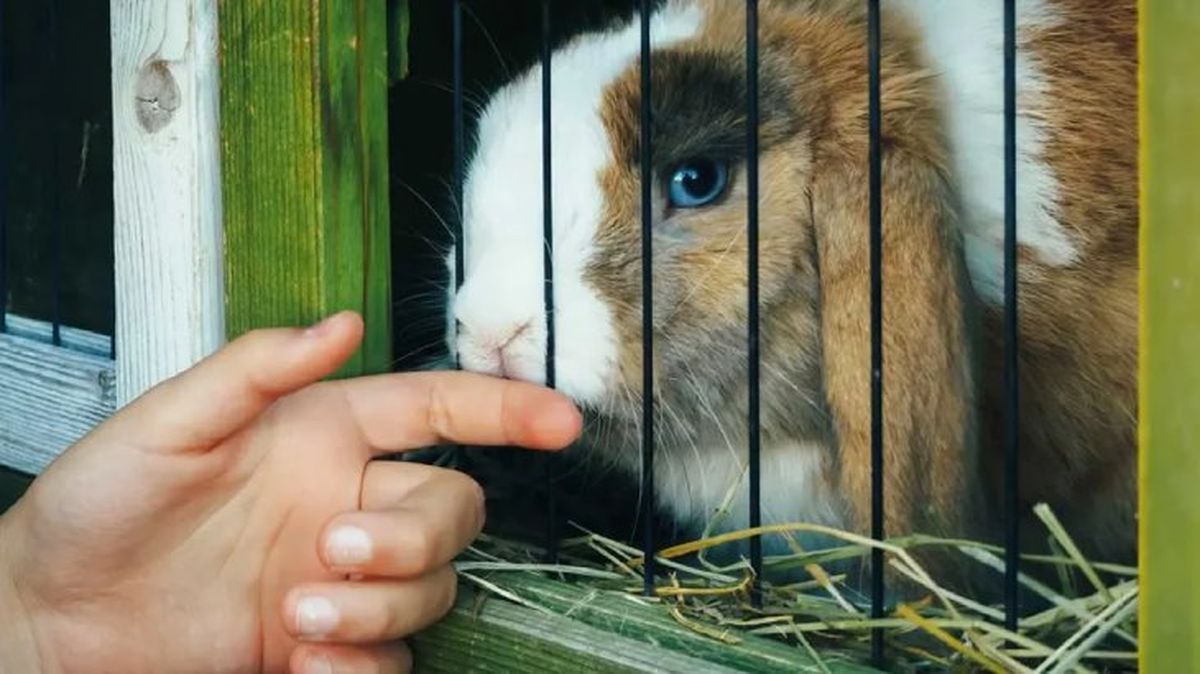 mi conejo muerde la jaula 1
