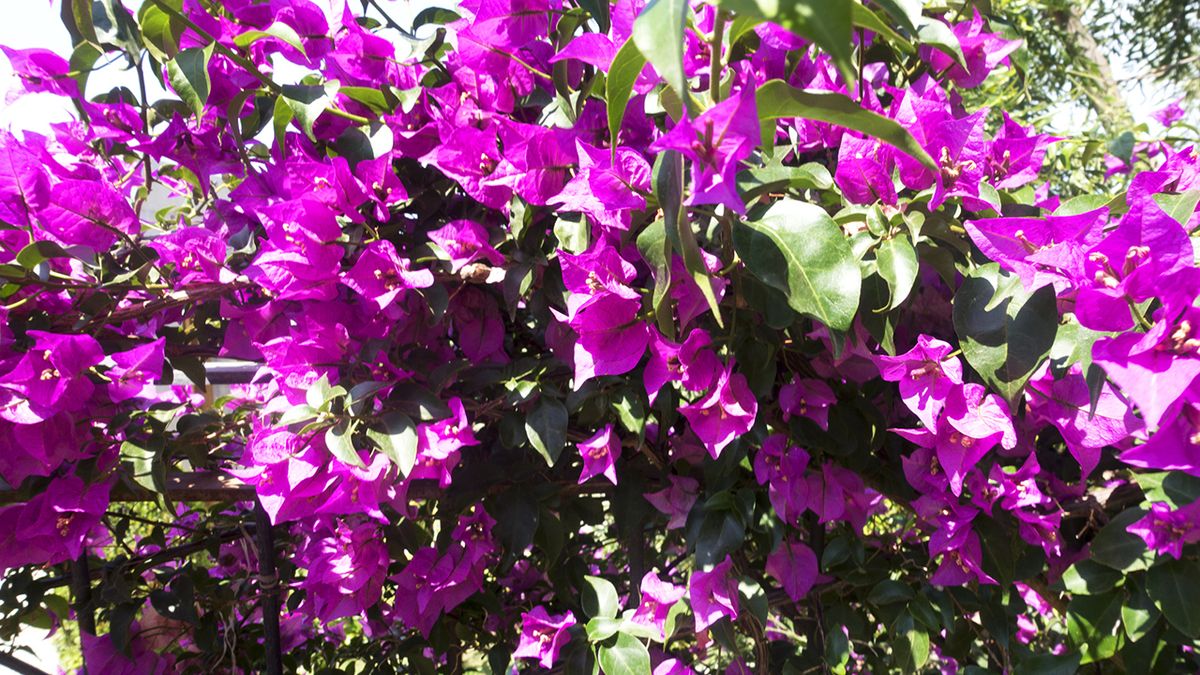 buganvilla planta