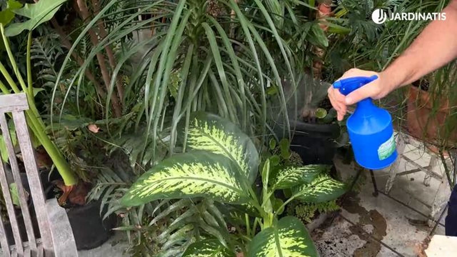 pulverizar agua planta de hojas grandes jardinatis 22 26