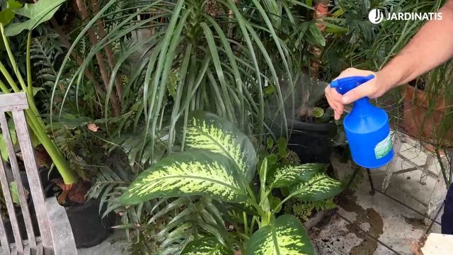 pulverizar agua planta de hojas grandes jardinatis 22 26