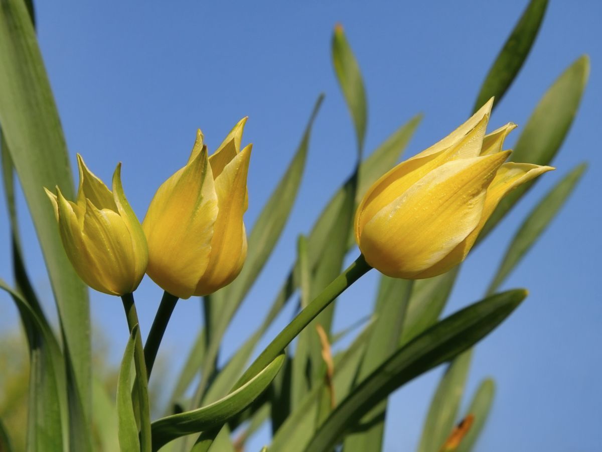 tulipan west point