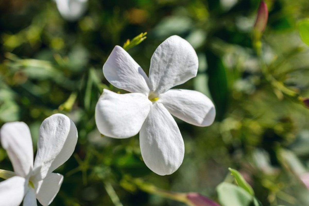 Jasminum grandiflorum