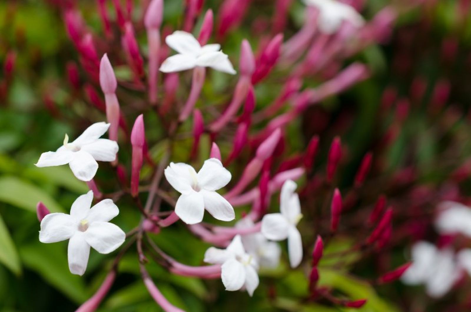 Jasminum polyanthum