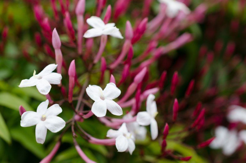Jasminum polyanthum