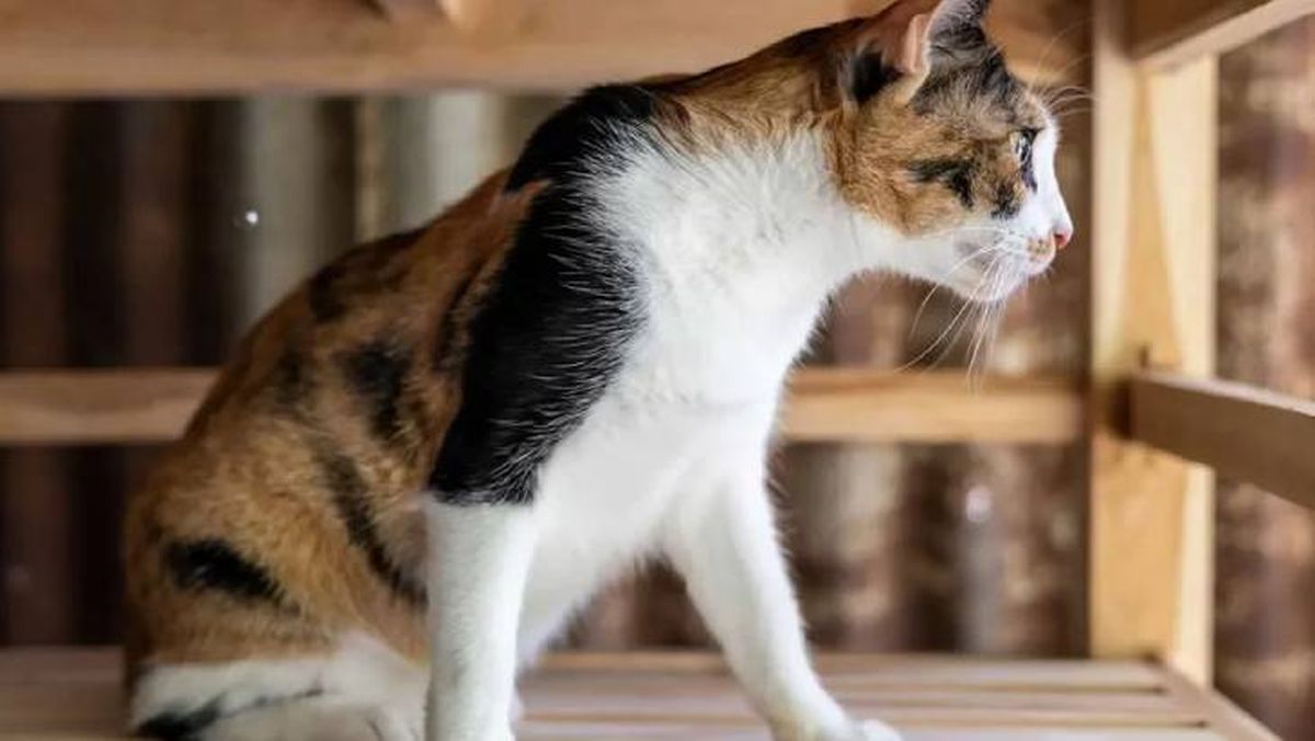 gatos con sindrome de down 9 (1)