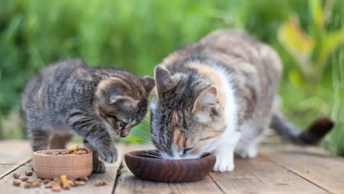 mal aliento en gatos 12 (1)