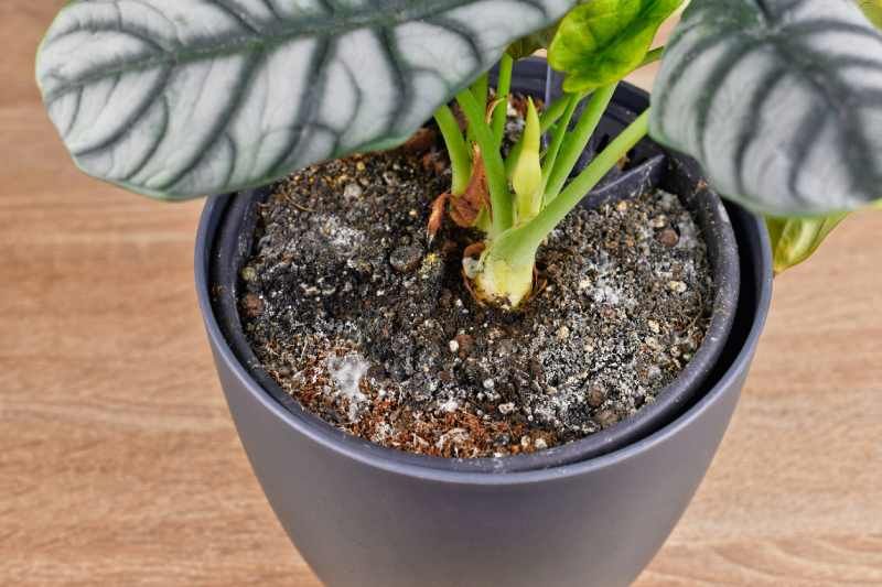 El moho en la tierra de las plantas surge por una suma de factores