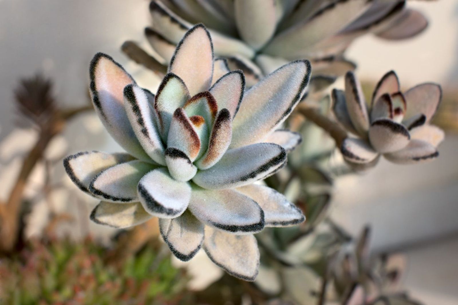 El Kalanchoe tomentosa es una de las plantas conocidas como oreja de gato.