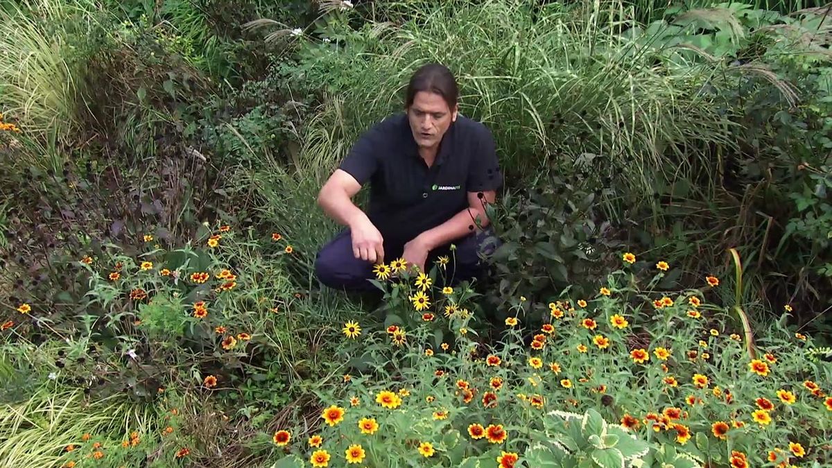 deco 754 jardin Miscanthus zebrinus rudbeckias