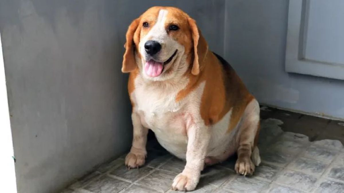 obesidad en perros 4