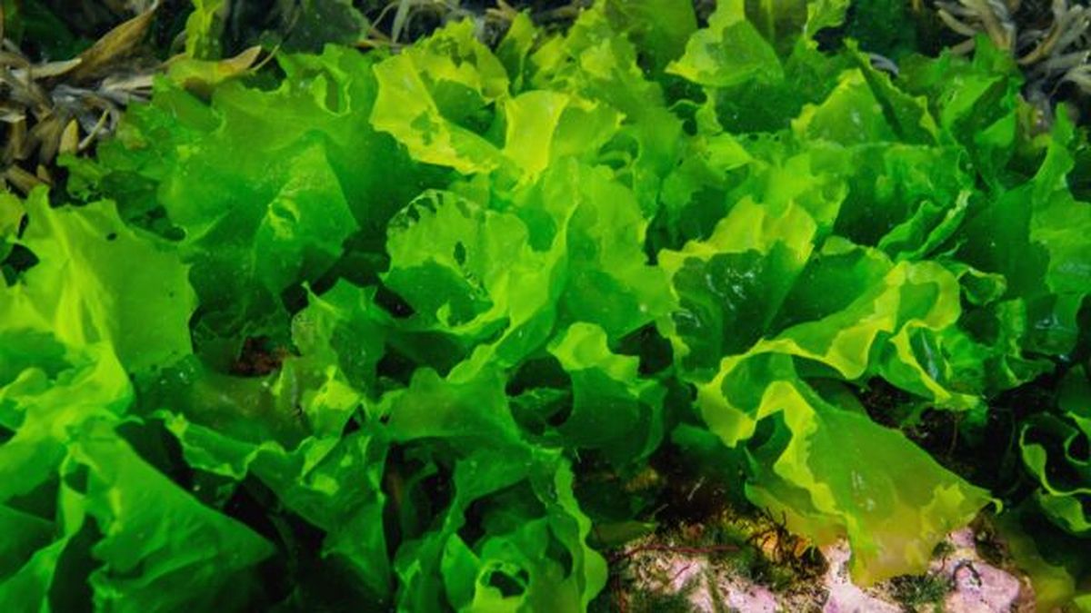 algas verdes