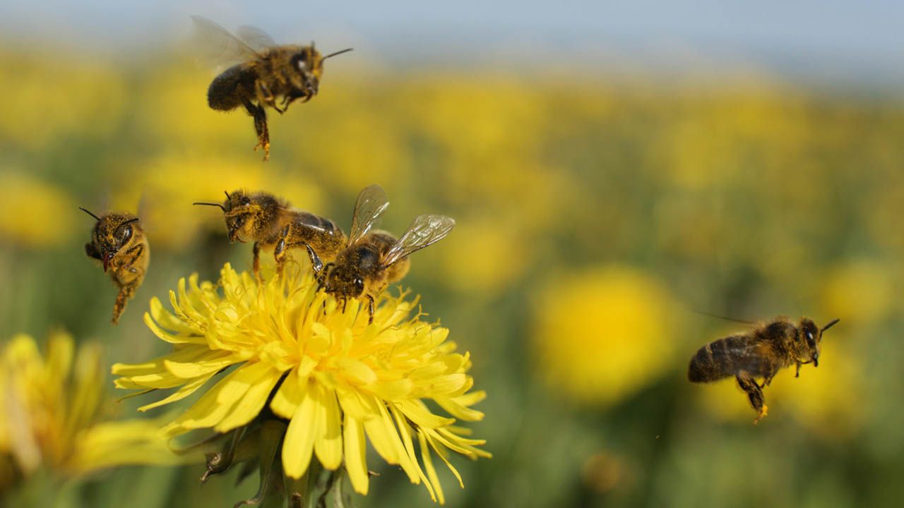 abeja insecto beneficiosos para el ecosistema