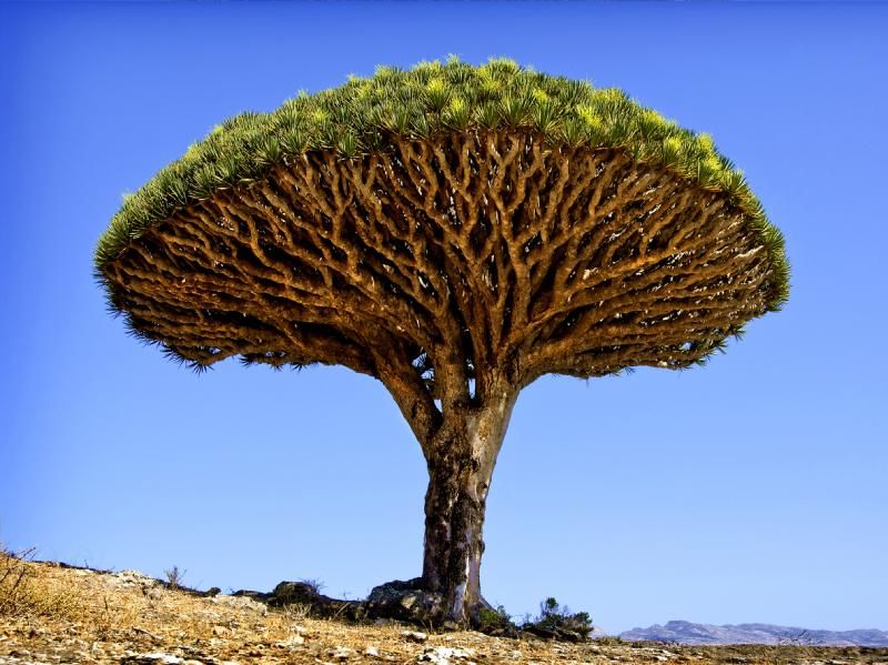 Dracaena draco.