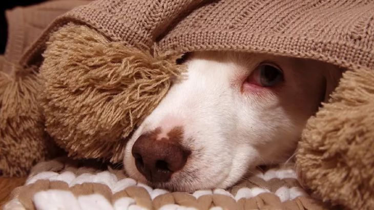 No es recomendable medicar a un perro que tenga miedo a la pirotecnia.