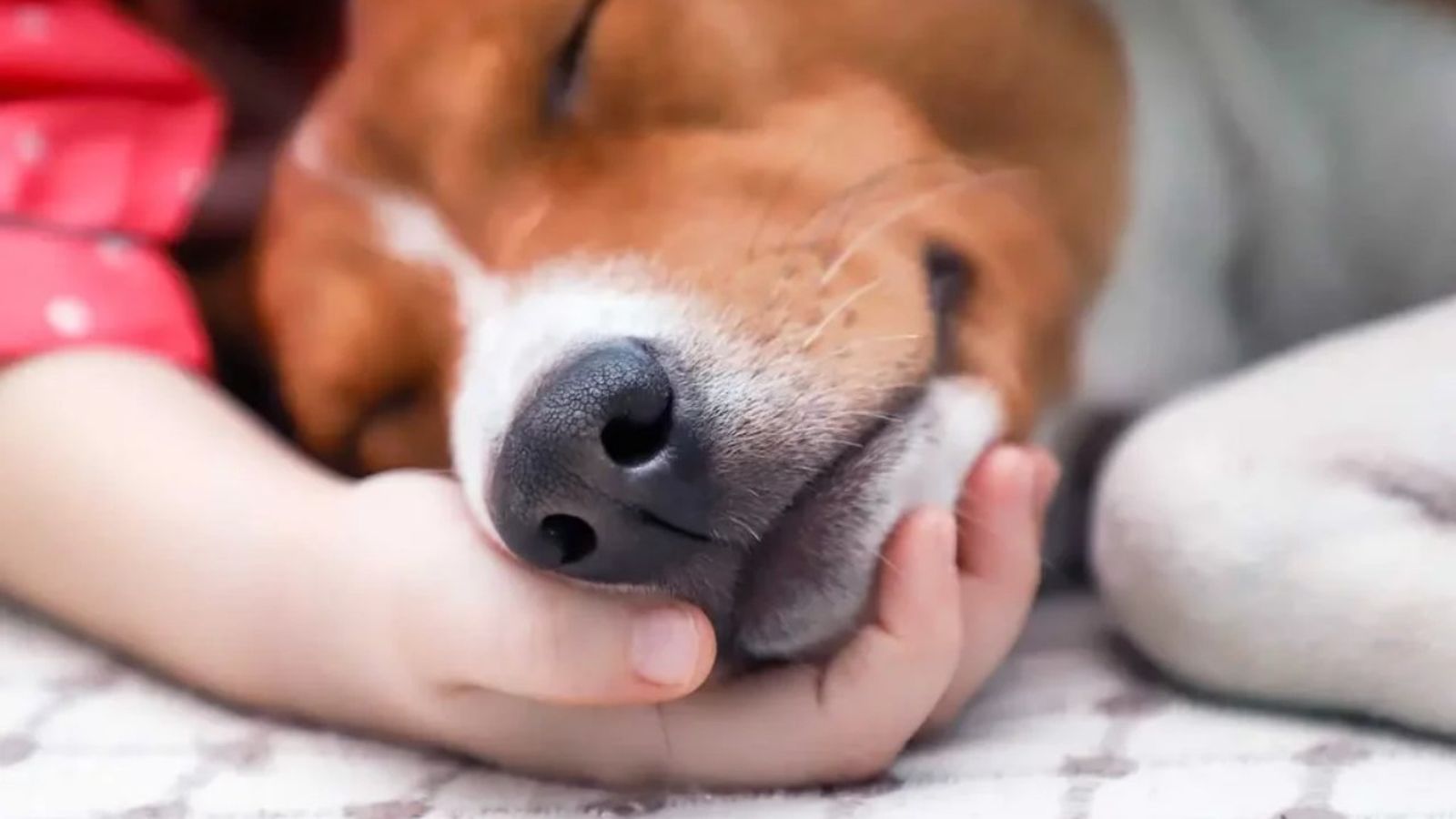 parvovirosis canina ok