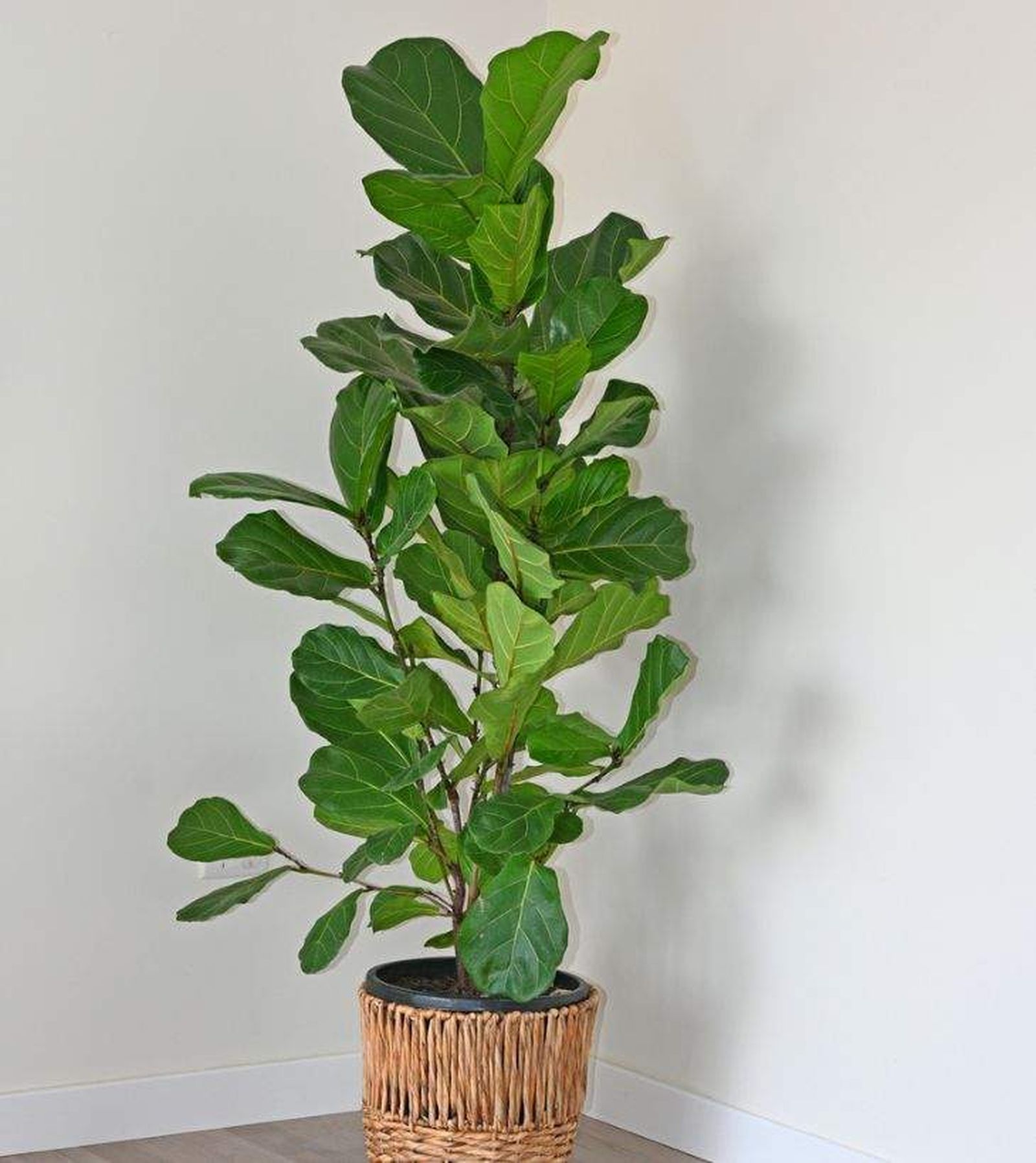 Ficus lyrata o Higuera hoja de violín.