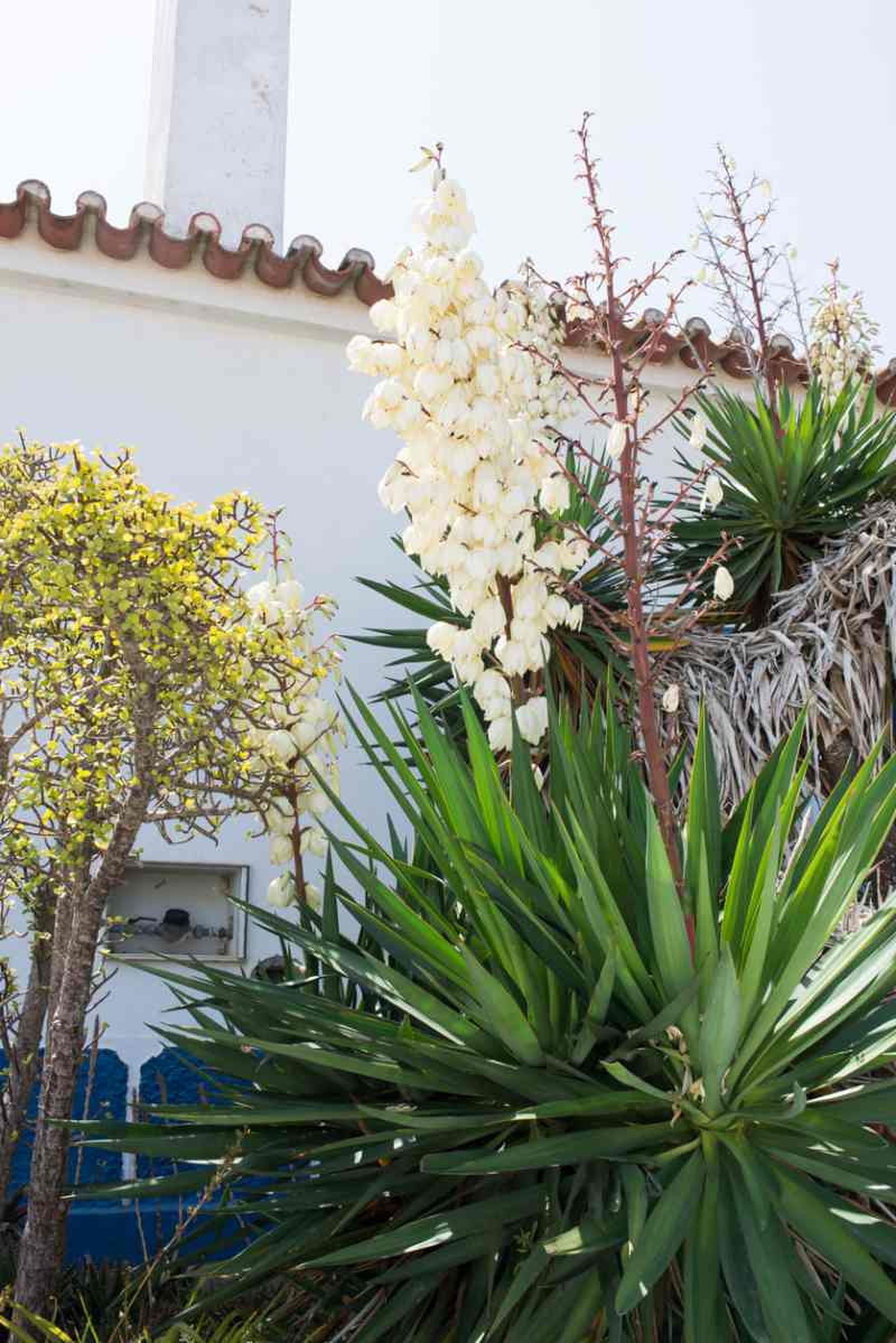 Yucca filamentosa.