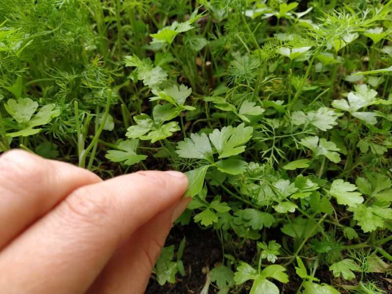 Cultivar perejil en tu hogar le dará un toque especial a tus platos