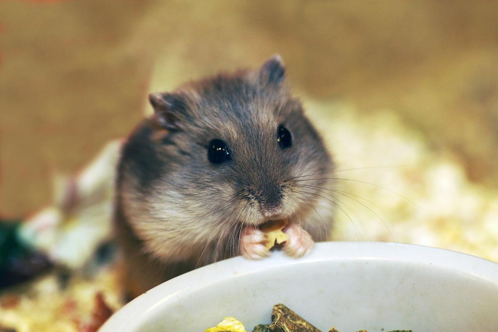 mascotas roedores hamster1