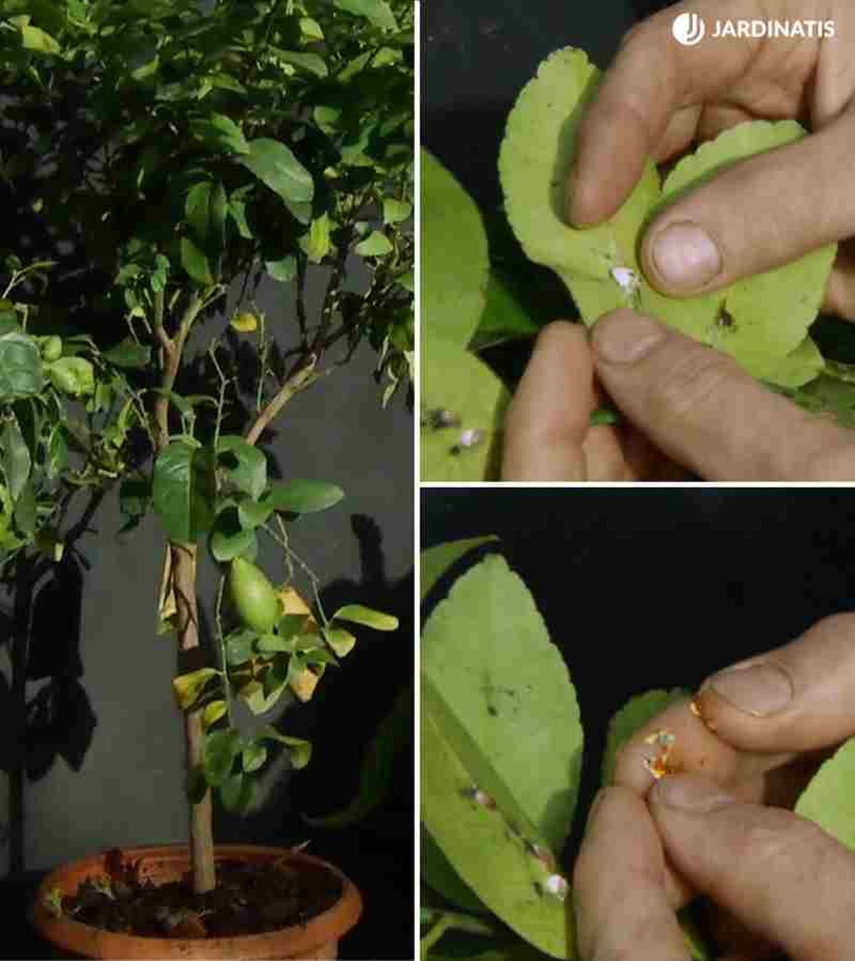 Cochinilla en limonero