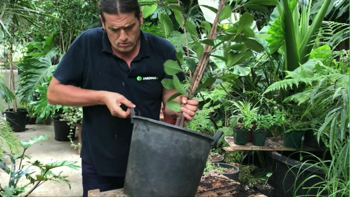 cada cuanto trasplantar una planta xl