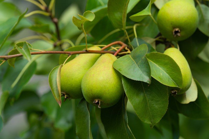 El verdadero fruto de la pera es el endocarpio.