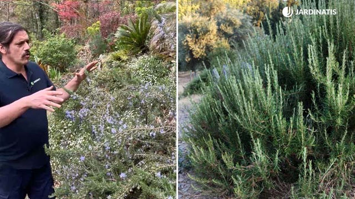 diferencias entre romero rastrero romero comun jardinatis 9 22