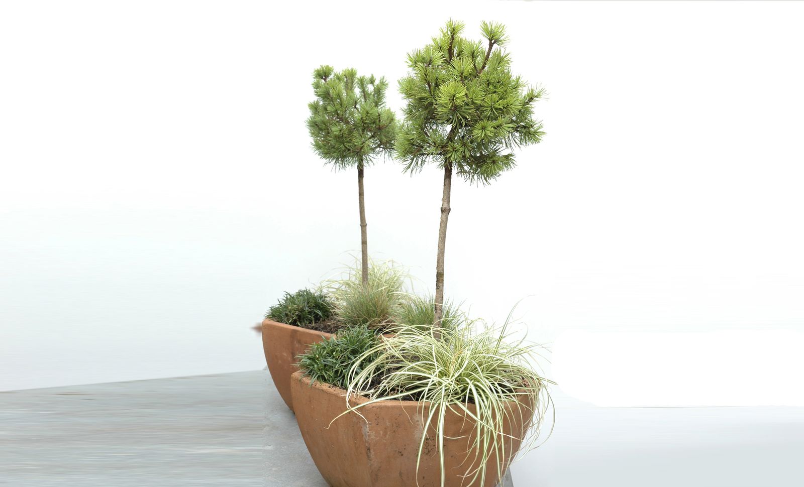 plantacion pino enano xl