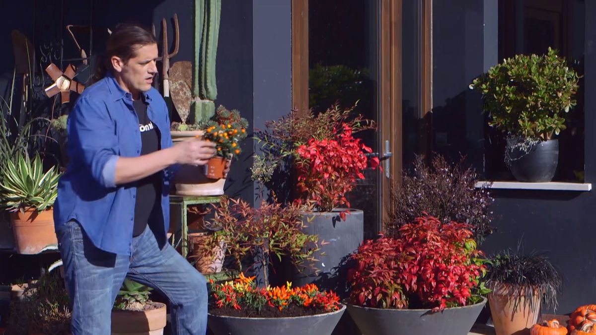 brico 937 3 variedades nandinas composicion solanum