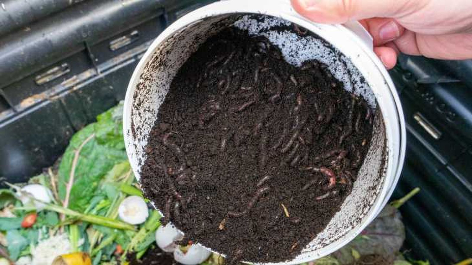 lombrices de tierra y contenedor de compost